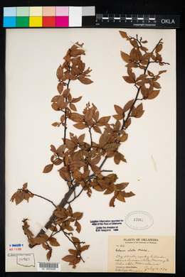 Ulmus alata image