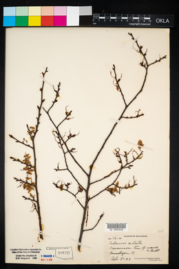 Ulmus alata image