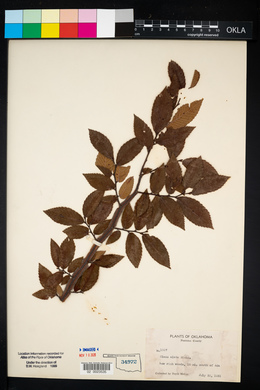 Ulmus alata image