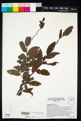 Ulmus alata image