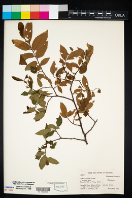 Ulmus alata image