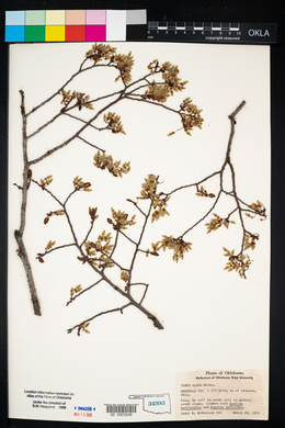 Ulmus alata image