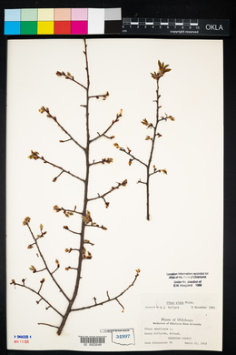 Ulmus alata image