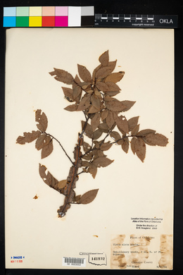 Ulmus alata image