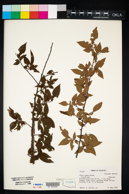 Ulmus alata image