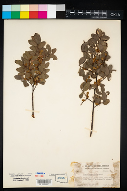 Ulmus crassifolia image