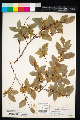 Ulmus parvifolia image