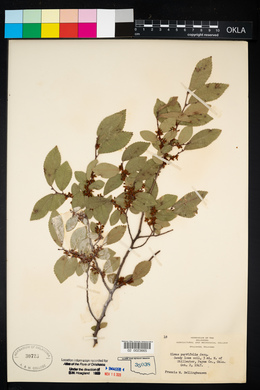 Ulmus parvifolia image