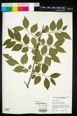 Ulmus pumila image