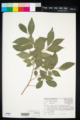 Ulmus pumila image