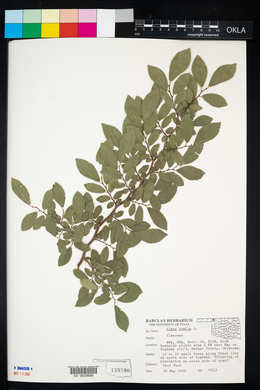 Ulmus pumila image