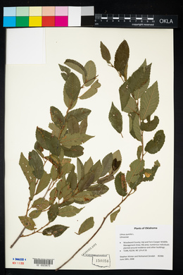 Ulmus pumila image