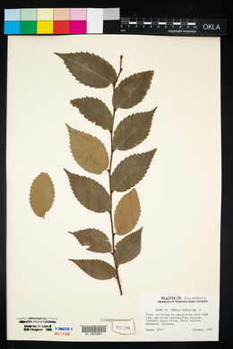 Ulmus pumila image