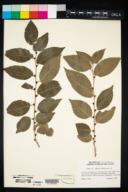 Ulmus pumila image