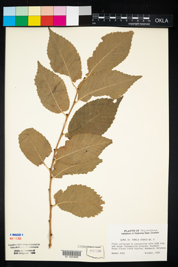 Ulmus pumila image