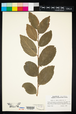 Ulmus pumila image