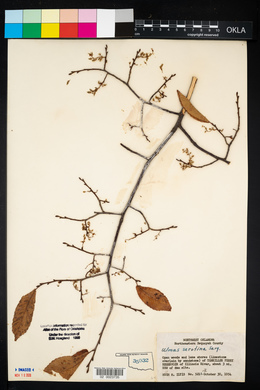 Ulmus serotina image