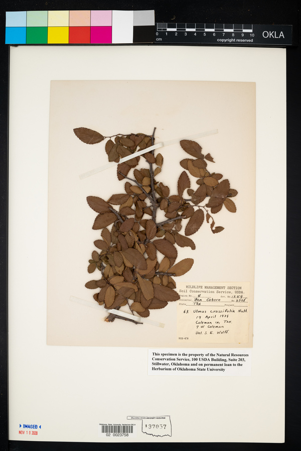 Ulmus crassifolia image