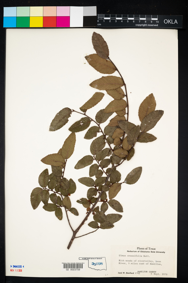 Ulmus crassifolia image