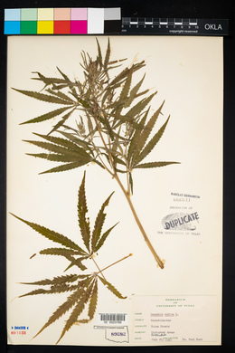 Cannabis sativa image