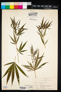 Cannabis sativa image