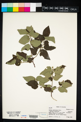 Celtis reticulata image