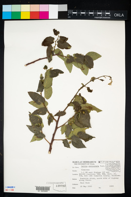 Celtis reticulata image