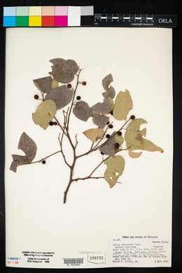 Celtis reticulata image