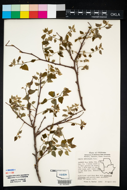 Celtis reticulata image