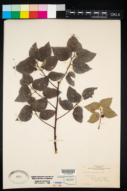 Celtis reticulata image