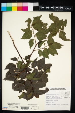 Celtis reticulata image