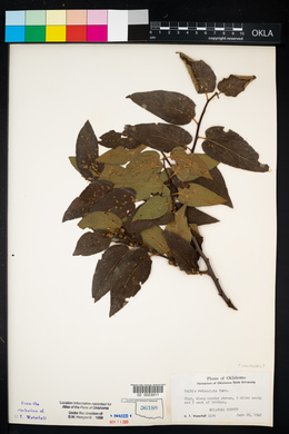 Celtis reticulata image