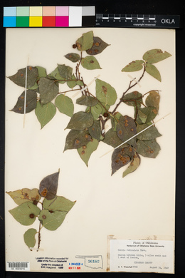 Celtis reticulata image