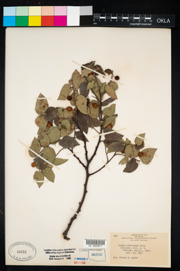 Celtis reticulata image