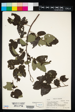 Celtis reticulata image