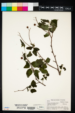 Celtis reticulata image