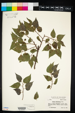 Celtis reticulata image