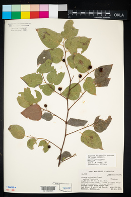 Celtis reticulata image