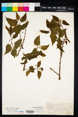 Celtis reticulata image