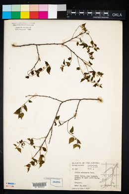 Celtis reticulata image