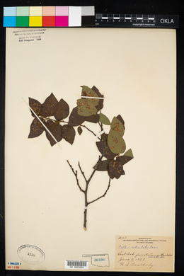 Celtis reticulata image