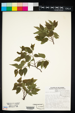 Celtis reticulata image