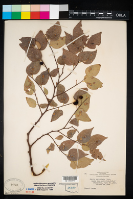 Celtis reticulata image