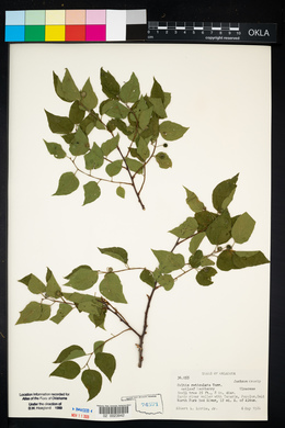 Celtis reticulata image