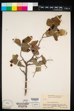 Celtis reticulata image