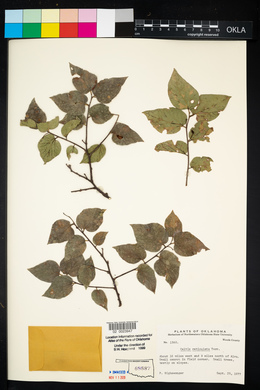 Celtis reticulata image