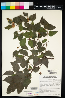 Celtis reticulata image