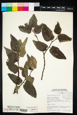 Celtis reticulata image