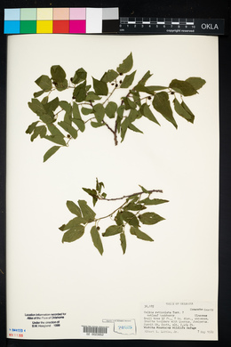 Celtis reticulata image