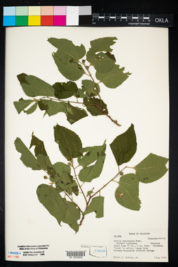 Celtis reticulata image